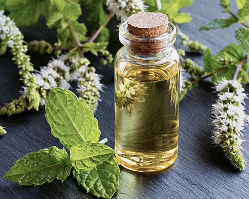 Mentha Piperita Oil