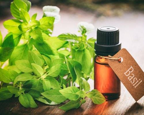 Indian Basil Oil In Toronto