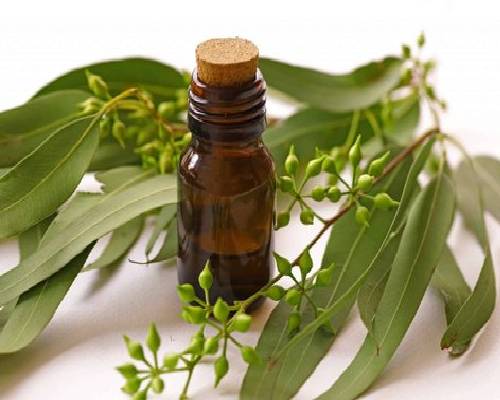 Eucalyptus Oil