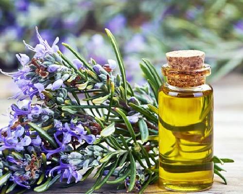 Rosemary Oil