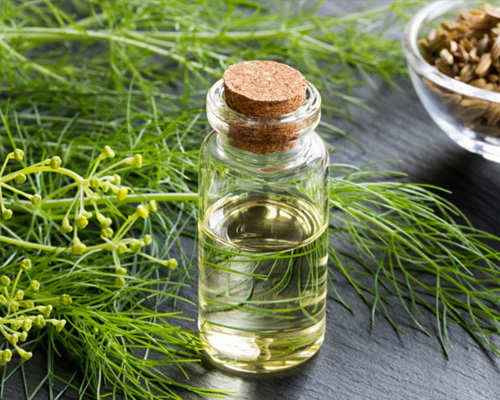 Fennel Seed Oil