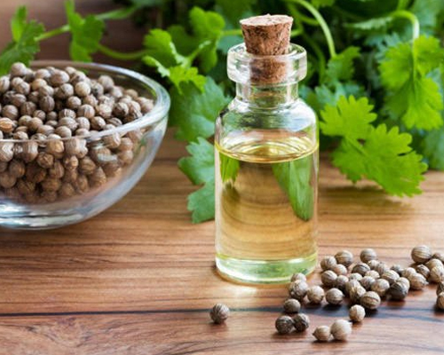 Coriander Oil BP