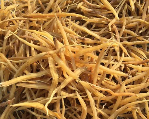 Shatavari Root