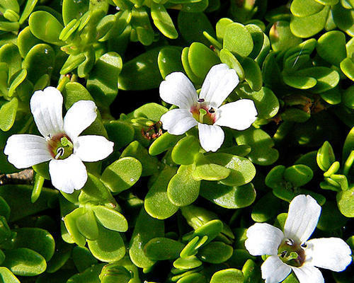 Bacopa Monnieri