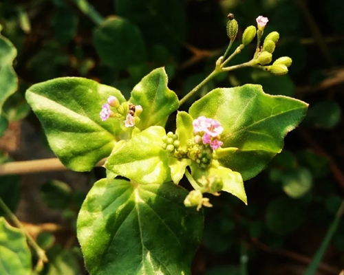 Boerhavia Diffusa