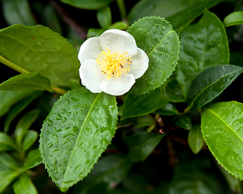 Camellia Sinensis