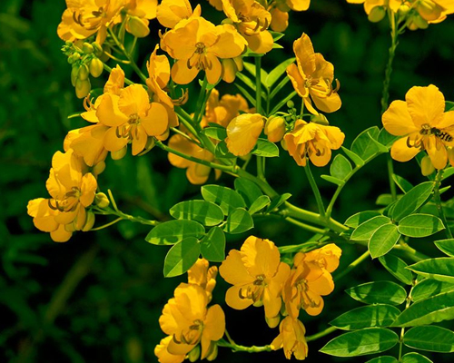 Cassia Angustifolia