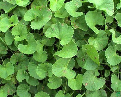 Centella Asiatica