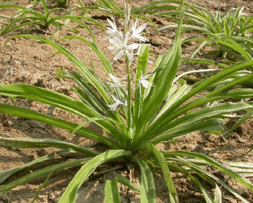 Chlorophytum Borivilianum
