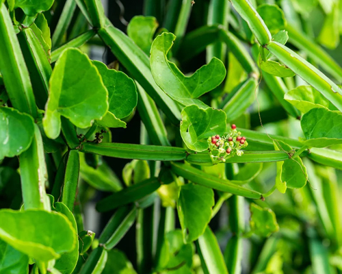 Cissus Quadrangularis In Toronto
