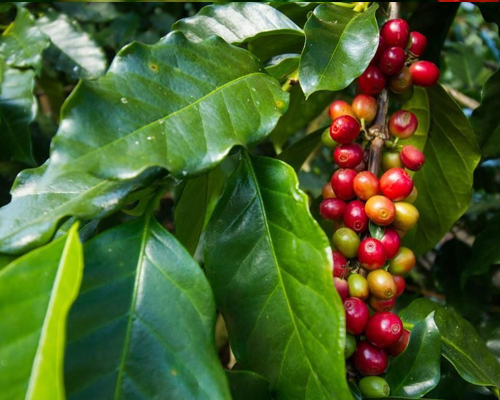 Coffea Arabica