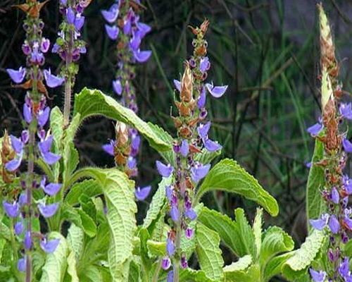 Coleus Forskohlii