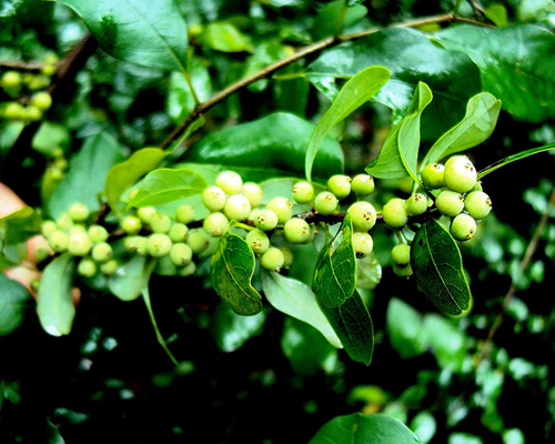 Commiphora Mukul