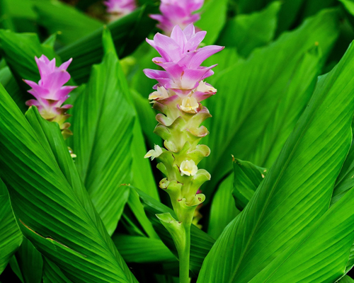 Curcuma Longa