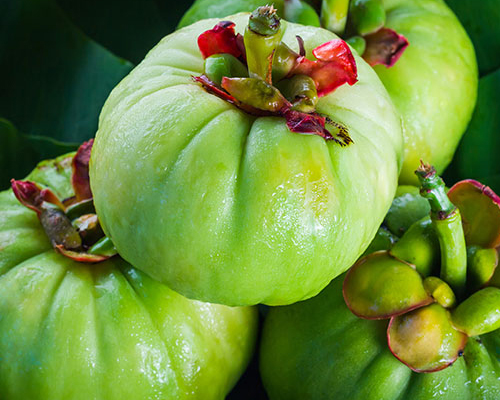 Garcinia Cambogia