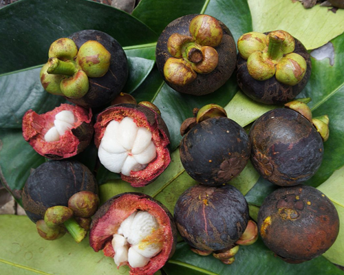 Garcinia Mangostana