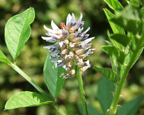 Glycyrrhiza Glabra