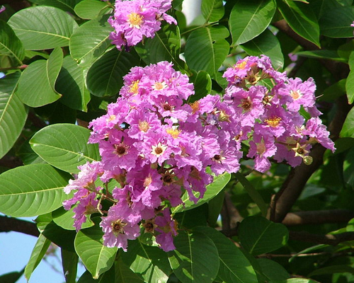 Lagerstroemia Speciosa