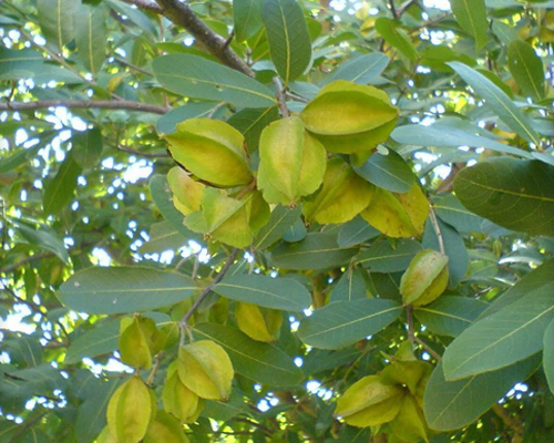 Terminalia Arjuna