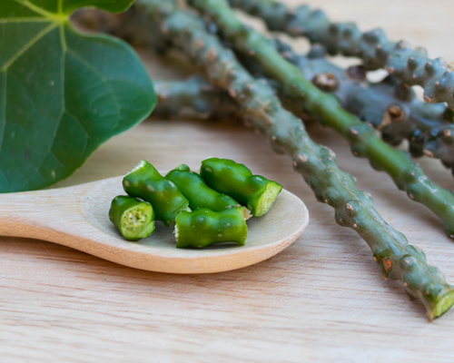 Tinospora Cordifolia