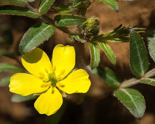 Tribulus Terrestris