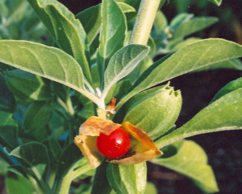 Withania Somnifera