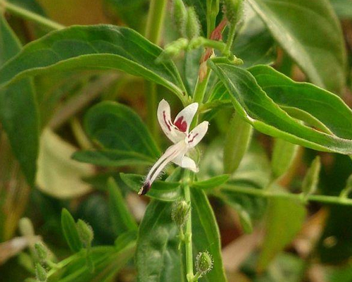 Andrographis Paniculata